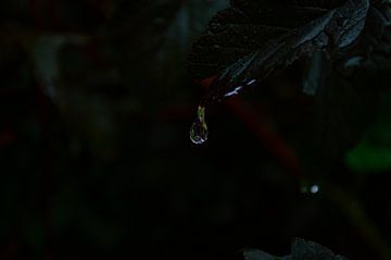 Goutte de pluie sur Jennie van Veggel