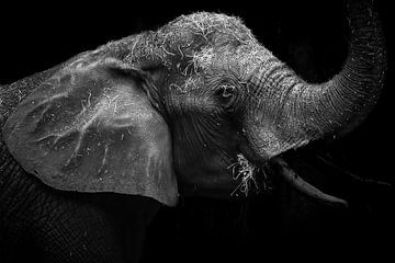 Éléphant noir et blanc sur Nicolette Suijkerbuijk Fotografie