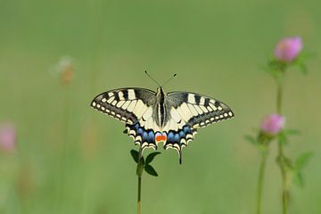 Swallowtail on Cloverflower by Remco Van Daalen