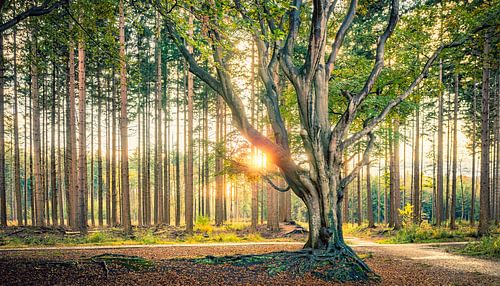 Boom in tegenlicht in het bos van Bakkeveen