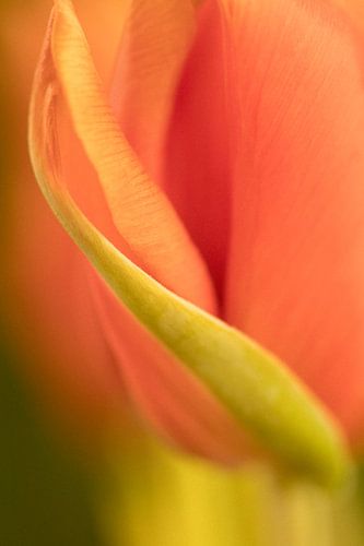 Tulipe corail sur Marianne Twijnstra