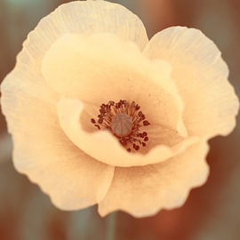 Dit is een poster van een delicate roomwitte papaverbloem met een roze hart van Petra Hauwert