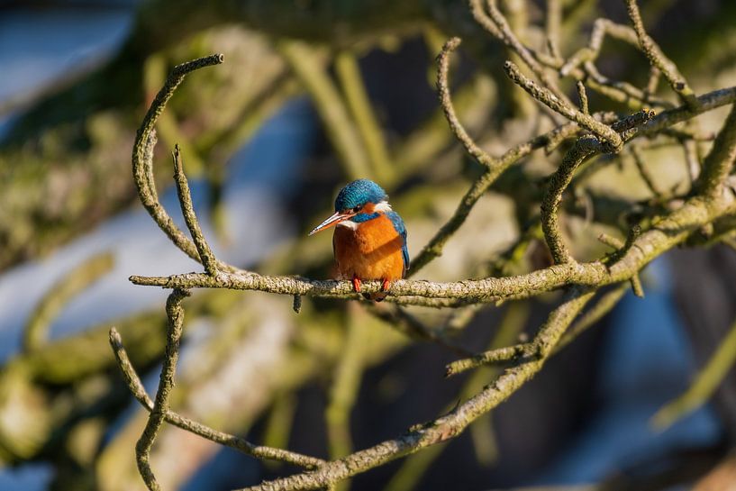 Kingfisher Amsterdam Water Supply Dunes by Merijn Loch