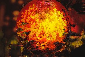Ein Blick hinter die Kulissen der Blumenwelt