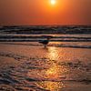Mouette sur la plage à l'heure dorée (0200) sur Reezyard