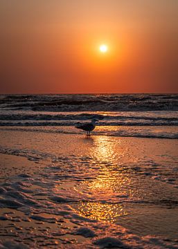 Möwe am Strand während der goldenen Stunde (0200) von Reezyard