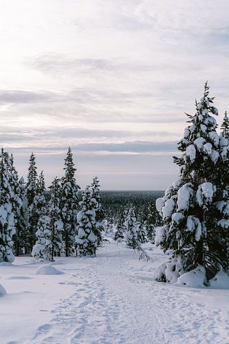 Snowy landscape with snowy trees in Finnish Lapland ||Pole Circle, Finland
