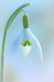 Sneeuwklokje 1 van Jaap Tanis