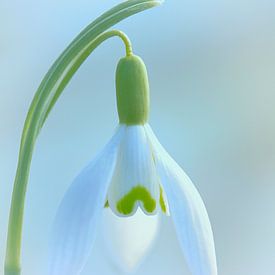 Snowdrop 1 by Jaap Tanis