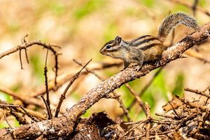 Sibirisches Erdhörnchen
