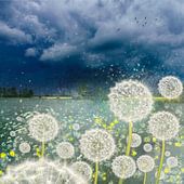 Löwenzahn & Pusteblume