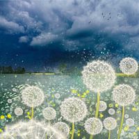 Löwenzahn & Pusteblume