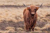 Schotse hooglander op een regenachtige dag. van Yvon van der Laan thumbnail