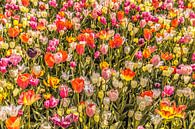 Tulpenveld vol kleuren von Stedom Fotografie Miniaturansicht