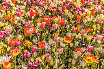 Tulpenveld vol kleuren van Stedom Fotografie
