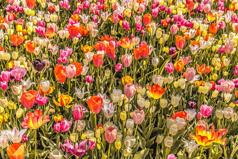 Tulpenveld vol kleuren von Stedom Fotografie