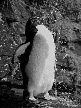 Showering Rockhopper Pinguin - Black & White by Remco van Kampen