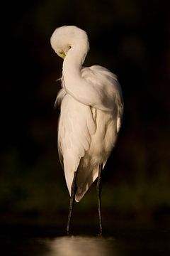 Great Egret Rembrandt Style by Andius Teijgeler