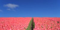 Pink Blue Holland van willemien kamps thumbnail