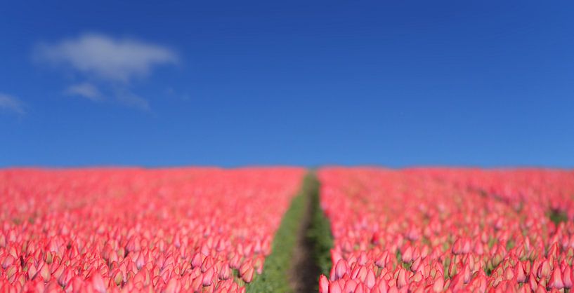 Pink Blue Holland van willemien kamps