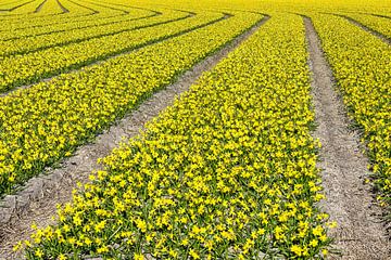 Linien auf den Blumenfeldern von eric van der eijk