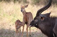 Animal family by Marije Zwart thumbnail