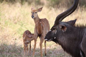 Tierfamilie