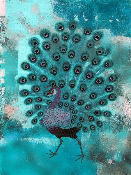 The peacock by Gabi Hampe