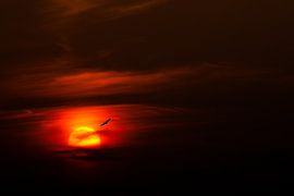 NATURE : VOL DE NUIT