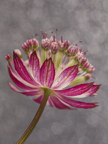 Zeeuws knoopje met gemêleerde grijsachtige achtergrond