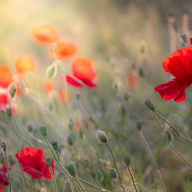 Poppies in the warm evening sun. by Patricia van Kuik