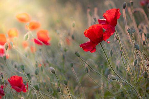Klaprozen in de avondzon.