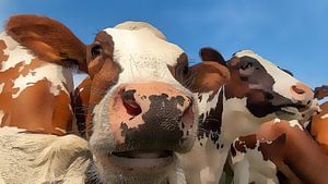 Effet cartoon de vaches colorées