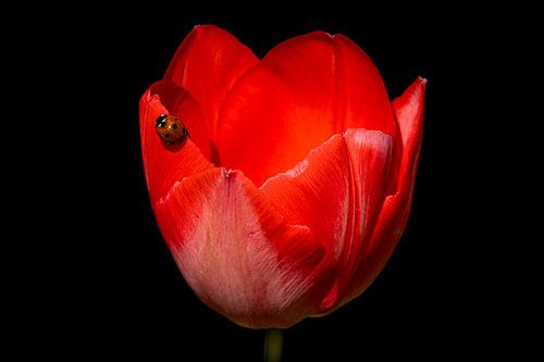 Rouge sur rouge