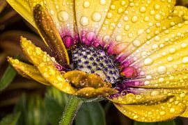 Purple heart von Nildo Scoop