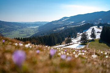 Krokusweide boven de nog licht besneeuwde Hündle met uitzicht op de Alpsee in het voorjaar in de All van Leo Schindzielorz