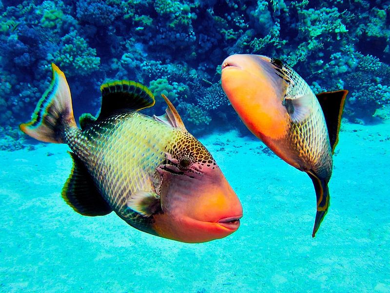 Mating dance of the triggerfish by Martin Opladen