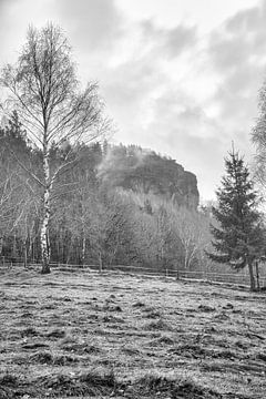 Bos in de mist in het Elbezandsteengebergte van Martin Köbsch