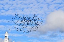 Ein Vogelschwarm im Herbst von Claude Laprise