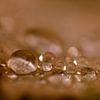 Raindrops on a fallen autumn leaf in golden brown hues (close-up) by Birgitte Bergman