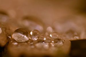 Gouttes de pluie sur une feuille d'automne tombée au sol, dans des tons bruns dorés (gros plan)