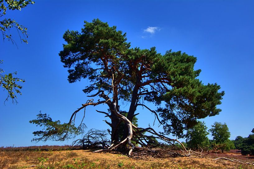 knoestige boom op de heide van Edgar Schermaul