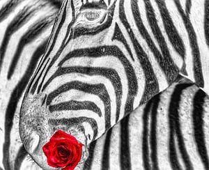 Zebra einfarbig mit Rose von Truckpowerr