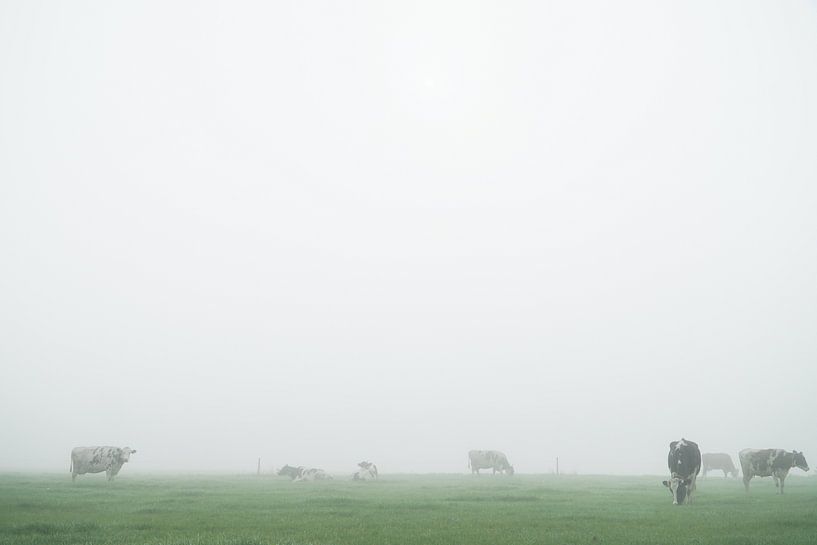 koeien in mistig weiland by Karin in't Hout