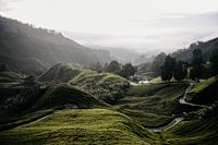 Cameron Highlands