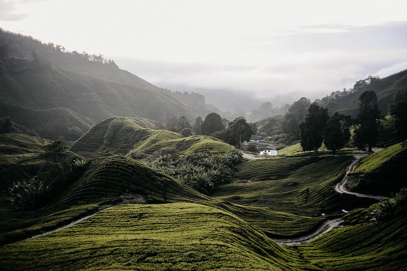 Cameron Highlands par Marianne Bal