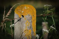Hekwerk in Normandie