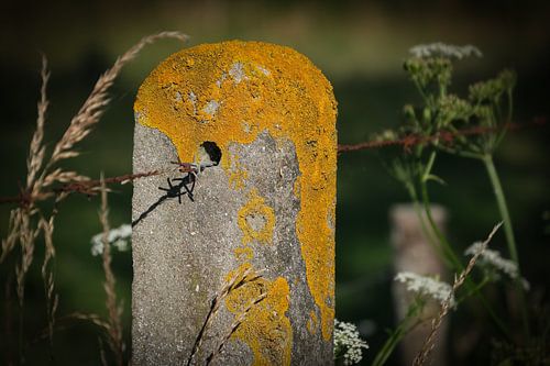 Fence in Normandy