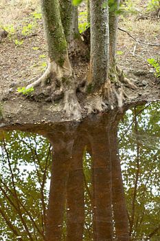 Spiegelung eines Baumes in einem Bach