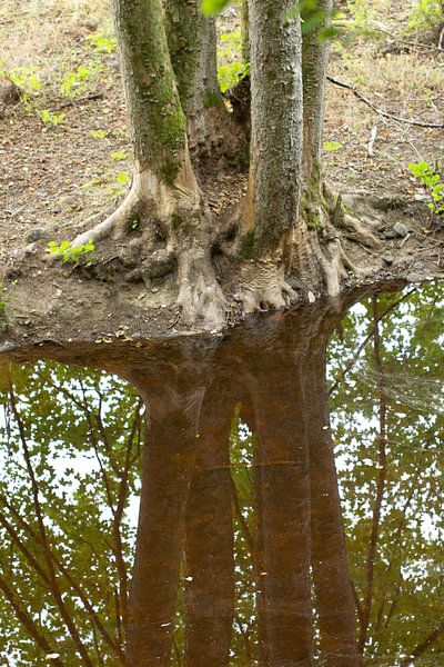 Spiegelung eines Baumes in einem Bach von Photo Pim